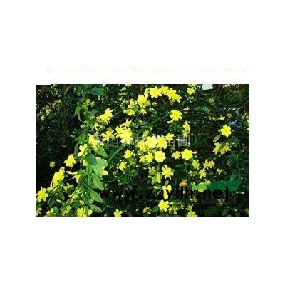 低价直销//浙江广玉兰/萧山广玉兰,无病害,树形美,土球好图3