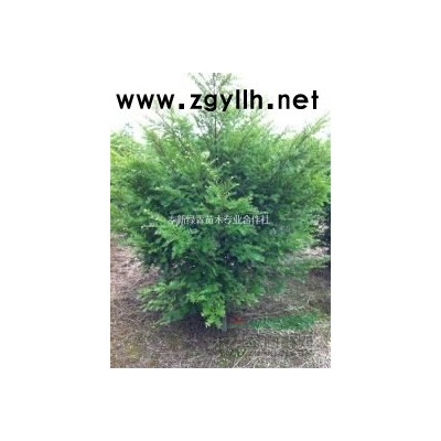 供应P100-150茶梅球，江西茶梅基地大量有货，茶梅价格优