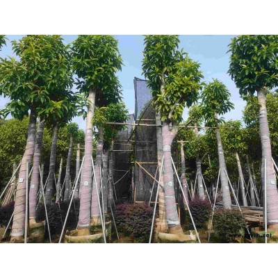 白玉兰15-22大货