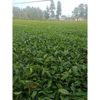 20020年四川4号茶，4号茶哪里买，4号茶怎么卖，4号茶批