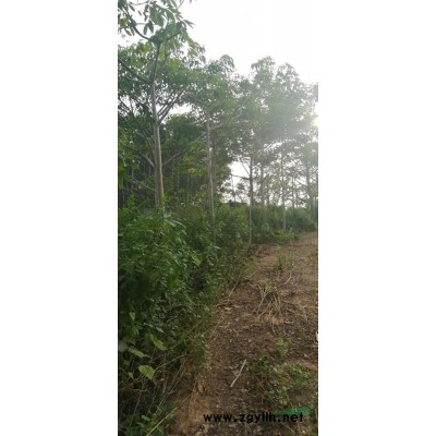 湛江市本地木棉15一30直径急售