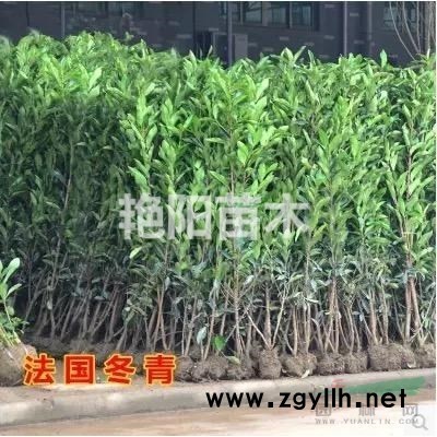 大量供应庭院篱笆围栏法国冬青苗，高度有1.5，1.8，2米
