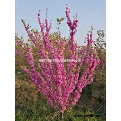 优质精品丛生紫荆大量出售