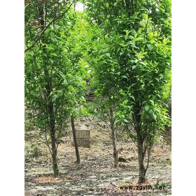 成都地区出售各种规格晚樱，3公分龙柱碧桃