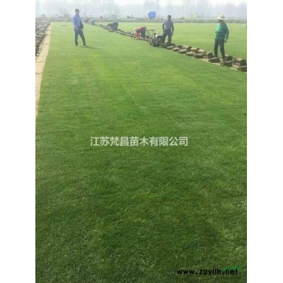 大量供应八角金盘 八角金盘基地