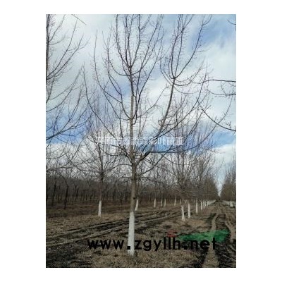 辽宁元宝枫，元宝枫基地