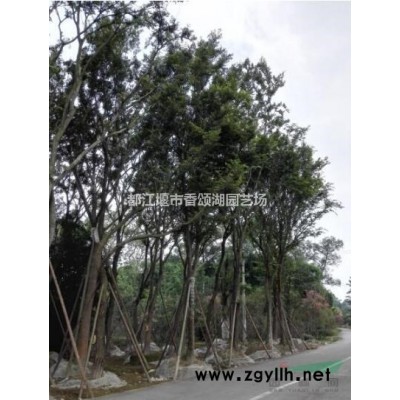 成都蓝花楹供应3-40公分价格照片