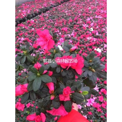 三角梅球、精球