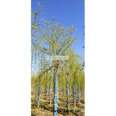 河北垂柳平头垂柳哪里便宜垂柳主产地直供