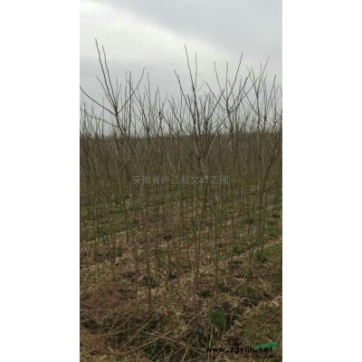 香樟、水杉、池杉、早园竹、复叶槭、无患子、马褂木、桂花、女贞