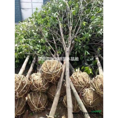 长期供应1-3米蜀桧，树形好，价格优！