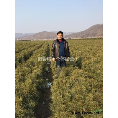 2020丹东凤城市边门镇红松苗木出售