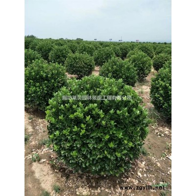 廊坊绿化苗木竹子