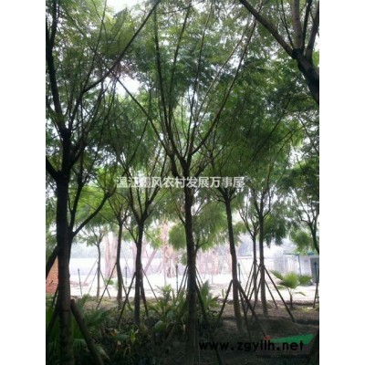 棕竹细叶棕竹各规格棕竹