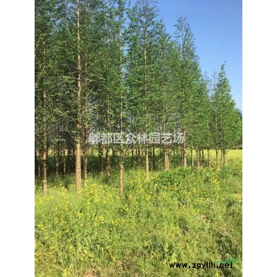 供应四川成都紫竹价格，紫竹基地批发