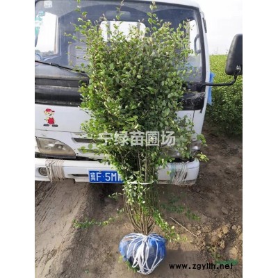 水蜡 金叶水蜡 紫叶水蜡