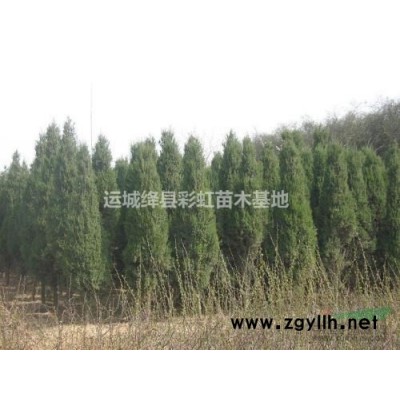 苹果苗价格1公分苹果苗价格2公分苹果苗价格