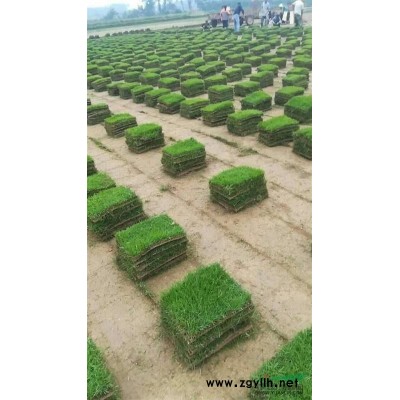 低价销售：旱竹，水竹，丝竹