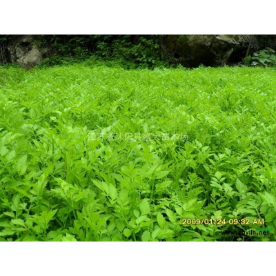 翠竹各种规格都有