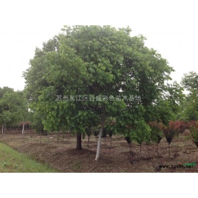 出售红叶李3到5公分