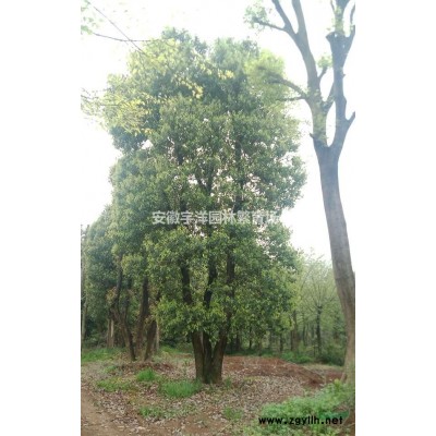 香樟，14-20公分，树形好