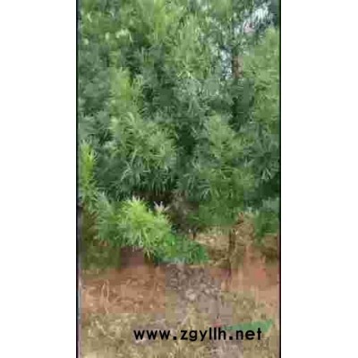 香樟，罗汉松。