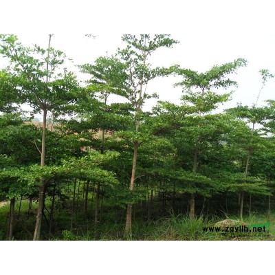 福建有20公分的香樟价格走势 今年漳州20公分光杆香樟价格便