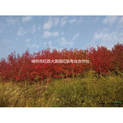 美国红枫十月光辉小苗H50H80H100
