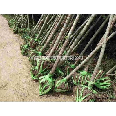 榆树苗1-10公分大量供应。