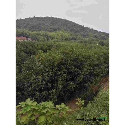 大量桂花树出售