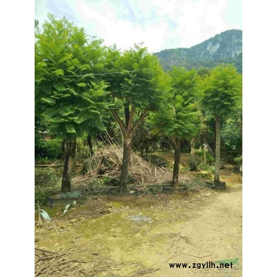 假萍婆10/15分，1000棵