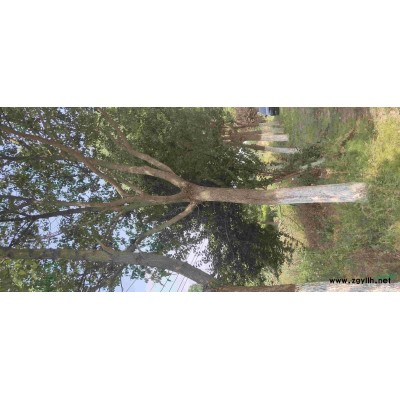 低价处理16～22的香樟