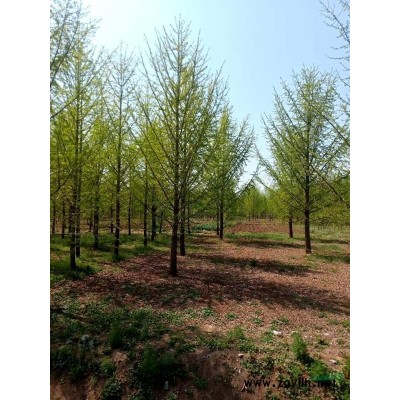江苏基地银杏树、银杏小苗、美国红枫、法桐、白蜡等绿化苗木