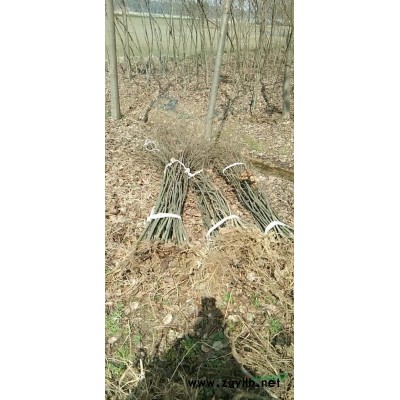 榉树3——5公分供应