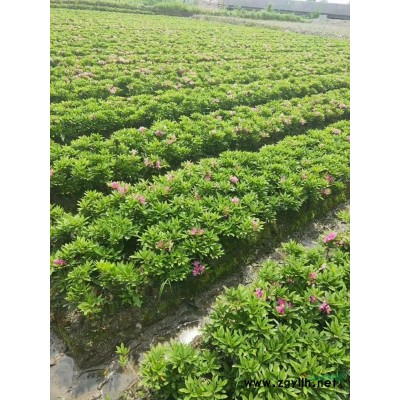 湖南浏阳特价供应金丝楠木