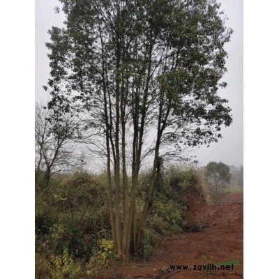 广西桂林大量供应8到60公分的银杏树