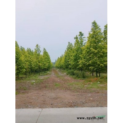 紫竹1－2公分，哪里有紫竹批发，九江紫竹农户自产自销价格优惠