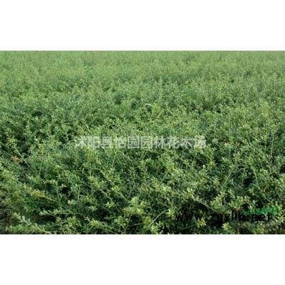 箬竹，*新箬竹报价，批发箬竹，箬竹苗，箬竹基地，箬竹产地