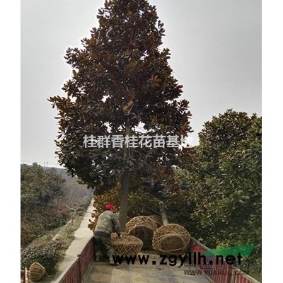 大量批发桂花苗木2-5年桂花小苗