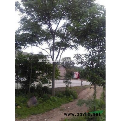 湖北全冠柚子树丨湖北原生柚子树丨湖北移栽香橼香泡