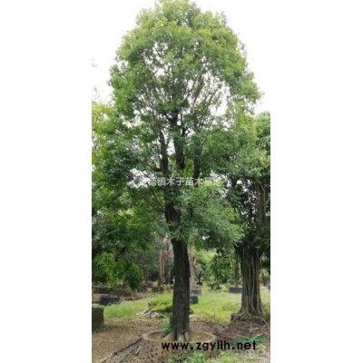 朴树40－80公分