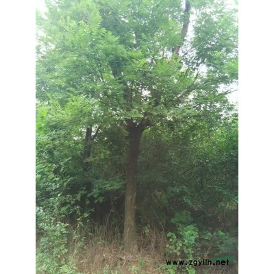 大规格（精品）：朴树，三角枫，黄连木，乌桕，榔榆，重阳木等