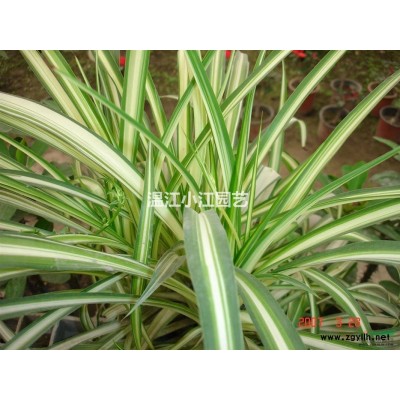 四川批发棕竹杯苗 成都棕竹小苗基地 温江自产销棕竹袋苗价格