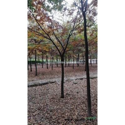 供应12-15公分优质女贞价格500元，安徽货源