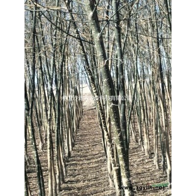 大量出售国槐、白蜡树苗