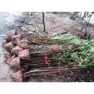 造型杨梅，杨梅桩，湖南浏阳造型杨梅，杨梅树