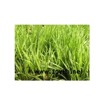 狭叶倭竹、铺地竹