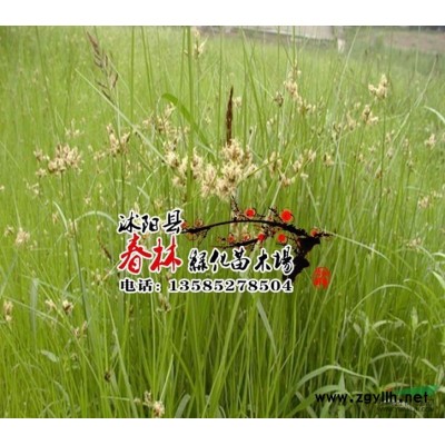 彩色观赏竹类 竹中珍品 金镶玉竹 园林绿化优质竹苗 耐寒竹种图1