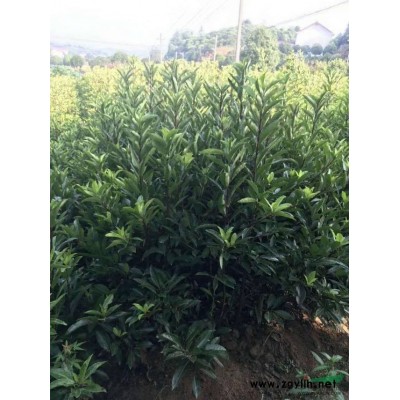 大量供应丛生榉树,广玉兰,松柏
