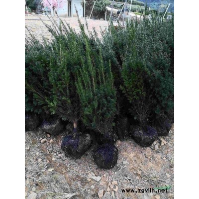 曼地亚三公分地栽树